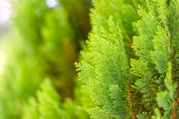 Sluit omhoog textuur van kleine groene bladeren Chinese Arborvitae of Oosterse Arborvitae