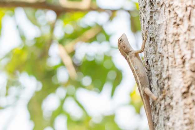 Sluit omhoog Thais kameleon op de boom.