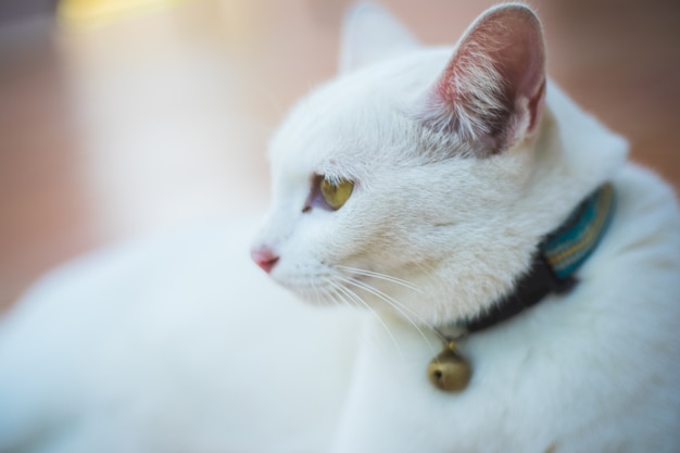 Sluit omhoog Thaise kattenzitting op de vloer