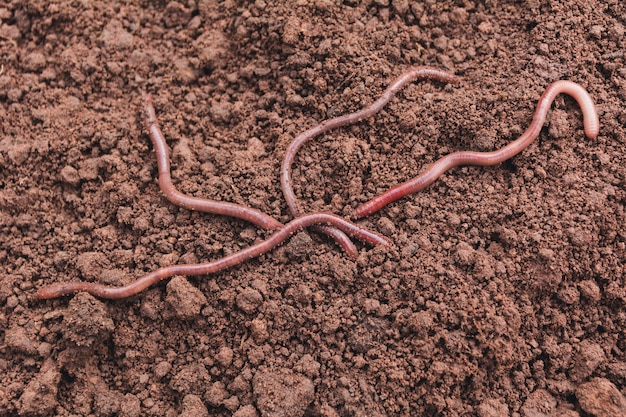 Sluit omhoog van aardewormen in gezonde aarde.