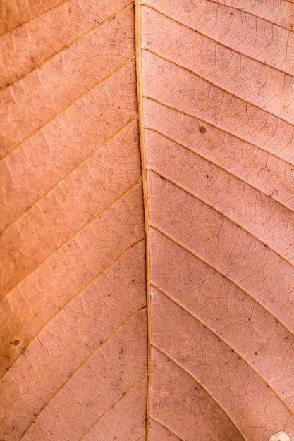 Sluit omhoog van aders van blad