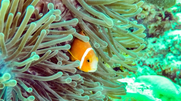 Sluit omhoog van anemoonvissen in Eilat, Israël.