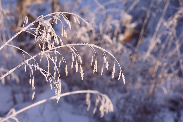 Foto sluit omhoog van bevroren pampagras met sneeuw en ijs in de winterdag