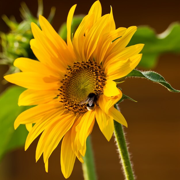 Sluit omhoog van bij op zonnebloem