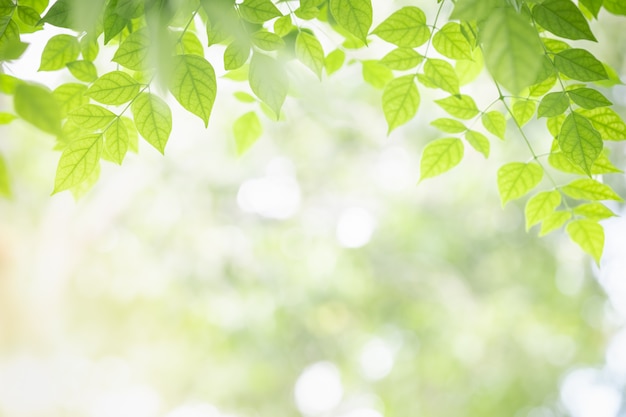 Sluit omhoog van blad van Millingtonia hortensis van de aardmening het groene op vaag groen