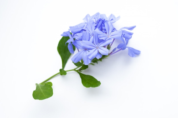 Sluit omhoog van blauwe bloemen op wit