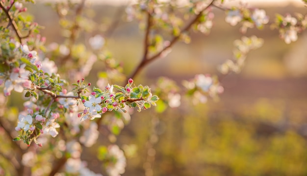 Sluit omhoog van bloeiende knoppen van appelboom in de tuin. Bloeiende appelboomgaard in de lentezonsondergang.