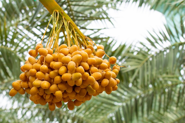 Sluit omhoog van bos van dadelpalmen