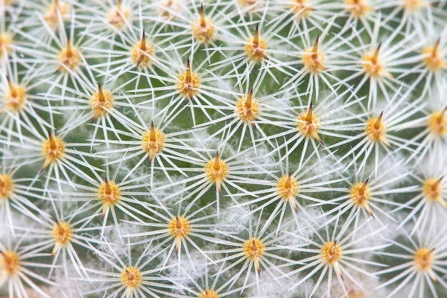 Sluit omhoog van cactus met lange doornen