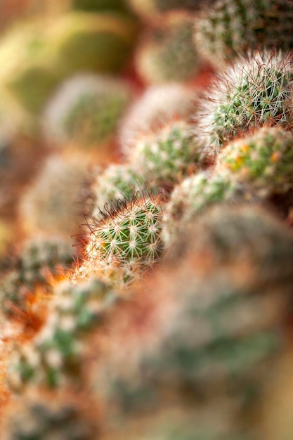 Sluit omhoog van cactus