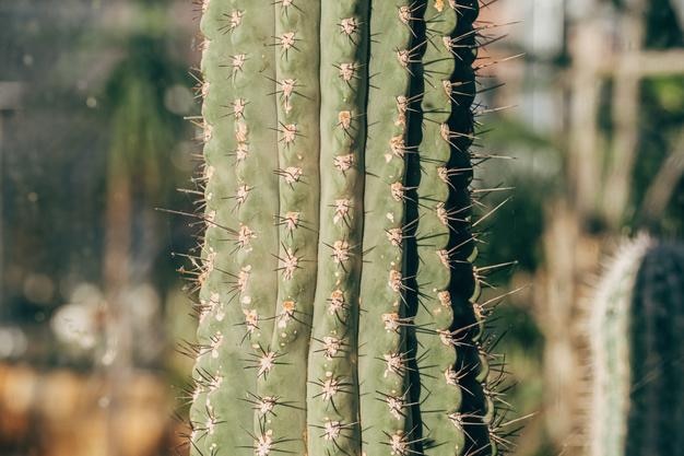 Sluit omhoog van cactus