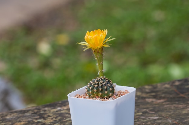 Sluit omhoog van Cactusbloem