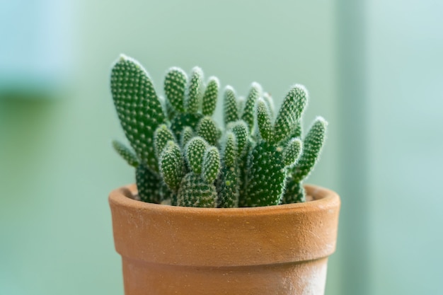 Sluit omhoog van cactuspot voor huisdecor en binnenland