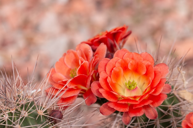 Sluit omhoog van cuctus in bloei met oranje bloemen.