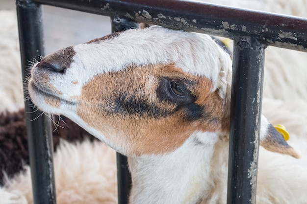 Sluit omhoog van de achtergrond van het schapengezicht