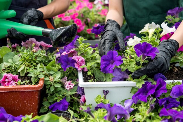 Sluit omhoog van de hand van de tuinman die handschoenen draagt die bloemen in industriële broeikas verzamelen. Plantkunde