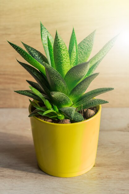 Sluit omhoog van de installatie van aloëvera in gele ceramische pot, houseplant, het binnenlandse tuinieren.