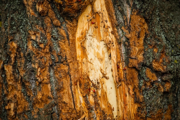 Sluit omhoog van de schors van een berkboom