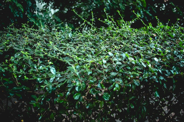 Sluit omhoog van de theeboom van struikfukien in de tuin.
