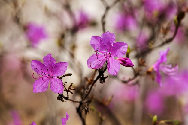 Sluit omhoog van de wilde rozemarijn van Ledum. Achtergrondafbeelding van de natuur. Mooie en zachte violette bloemen