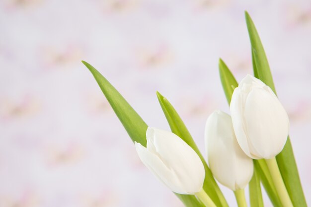 Sluit omhoog van drie mooie witte tulpen