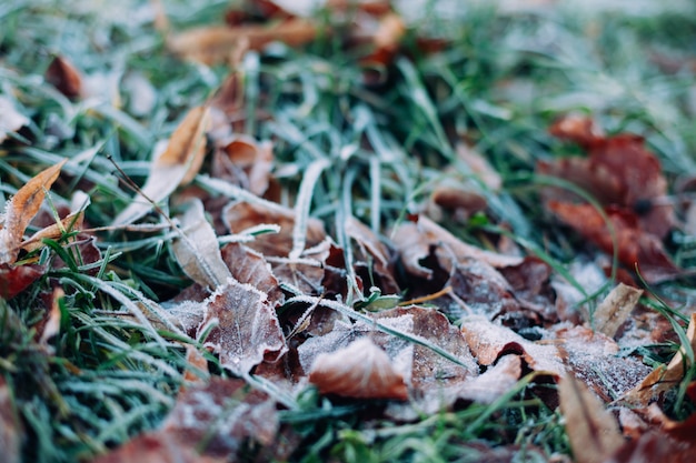 Sluit omhoog van droge de herfstbladeren ter plaatse