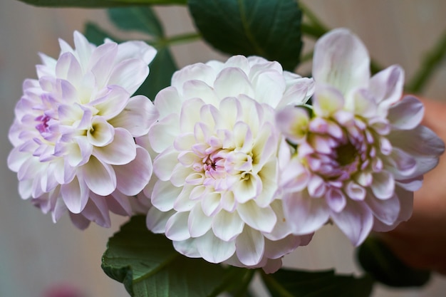 Foto sluit omhoog van een beige en roze bloem van de dahlia