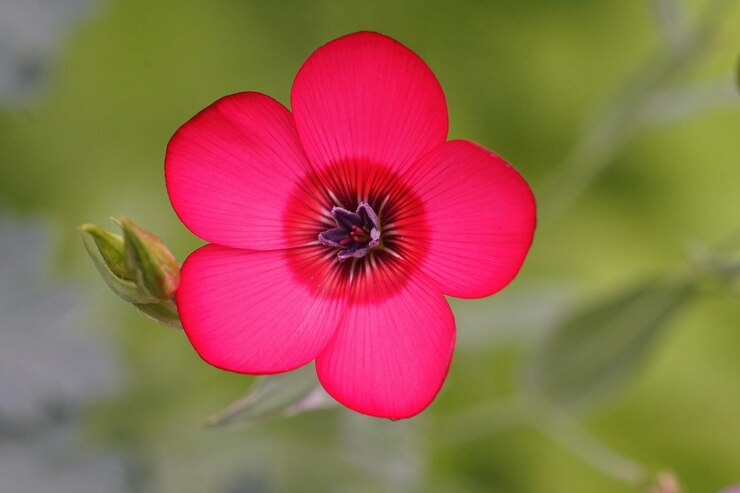 Foto sluit omhoog van een bloem van rood, scharlaken karmozijnrood vlas, linum grandi