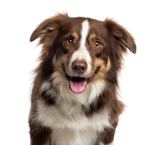 Sluit omhoog van een Border Collie die de tong uitsteekt en de camera bekijkt die op wit wordt geïsoleerd