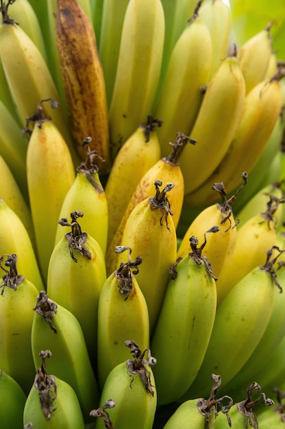 Sluit omhoog van een bos van groene en gele bananen