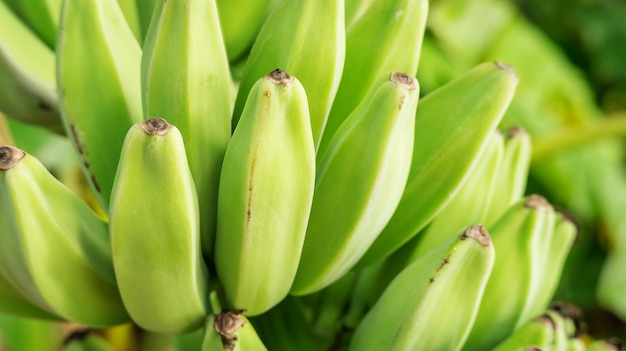 Sluit omhoog van een bos van ruwe bananen in een boomgaard.