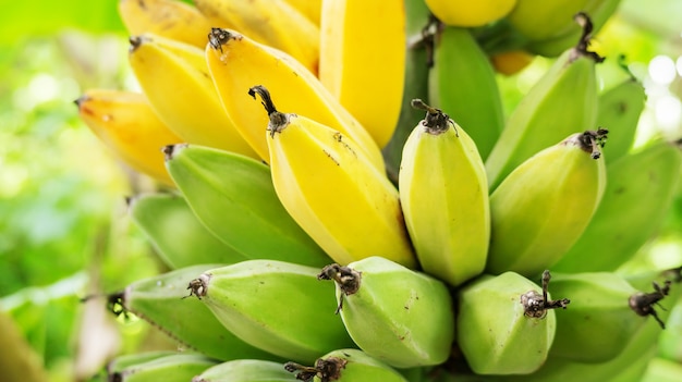 Sluit omhoog van een bos van ruwe bananen in een boomgaard.