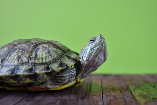 Sluit omhoog van een Chinese roodwangschildpad