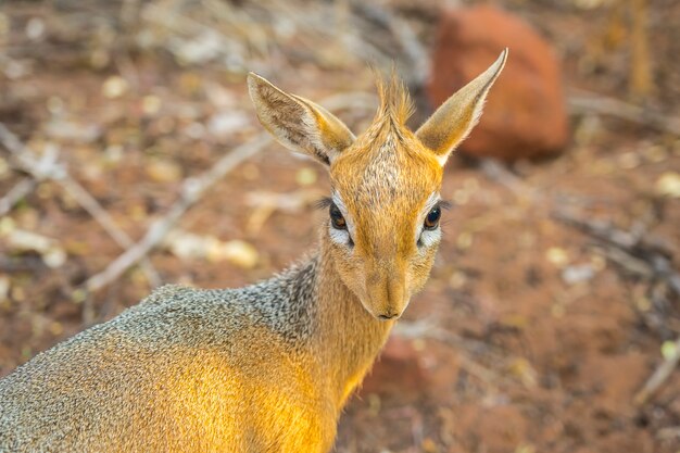 Sluit omhoog van een dik dik antilope in het Waterberg-Plateau Nationale Park in Namibië, Afrika.