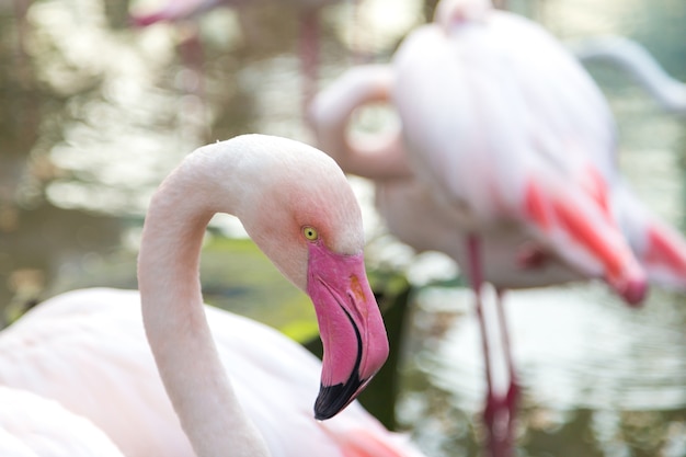 Sluit omhoog van een flamingo met zijn hals die op zijn lichaam rust