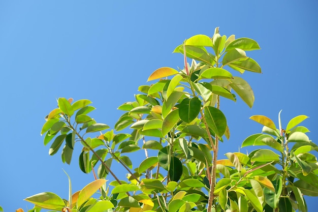 Sluit omhoog van een groene rubberboom voor blauwe hemel