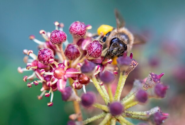 Sluit omhoog van een honingbijzitting op een bloem