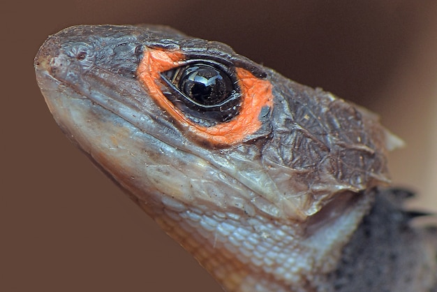 Foto sluit omhoog van een hoofdkrokodil skink