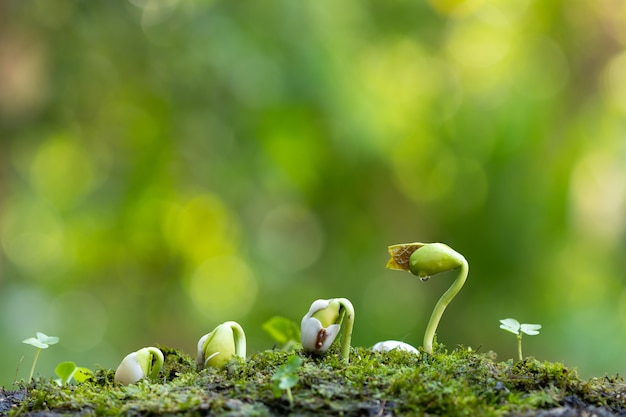 Sluit omhoog van een jonge plant die van de tropische groene grond ontspruit