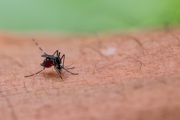 Sluit omhoog van een mug die menselijk bloed zuigt