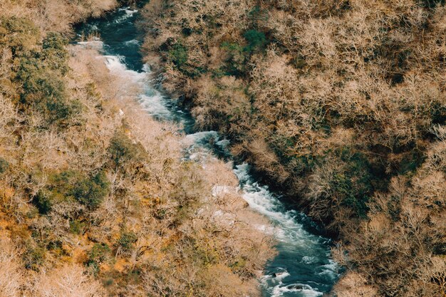 Sluit omhoog van een rivier midden in het bos