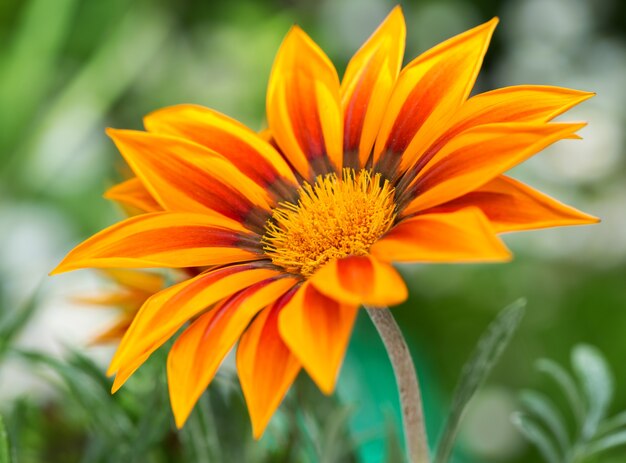 Sluit omhoog van gazania-bloem of afrikaans madeliefje in een tuin