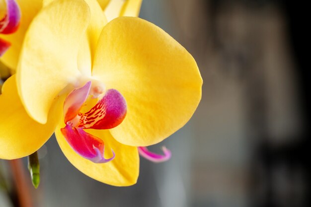 Sluit omhoog van gele bloemen van Orchidee op vage achtergrond