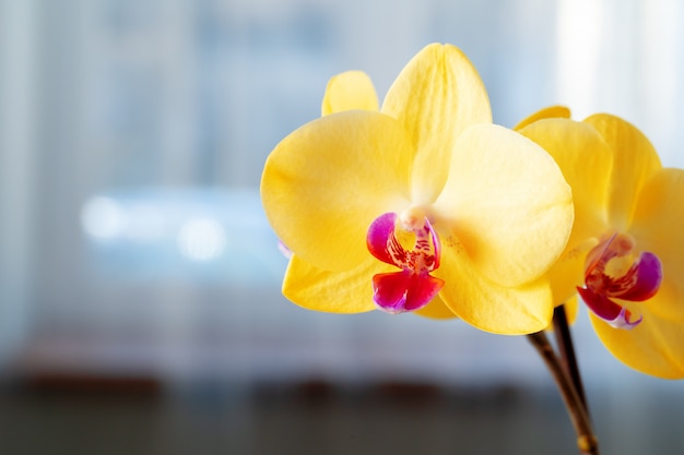 Sluit omhoog van gele bloemen van Orchidee