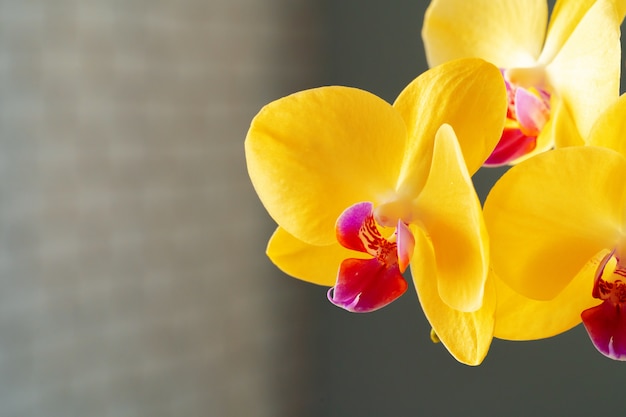 Sluit omhoog van gele orchideebloesems