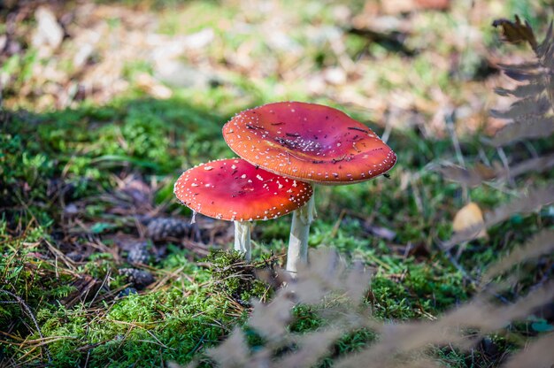 Sluit omhoog van giftige paddestoelen in het bos