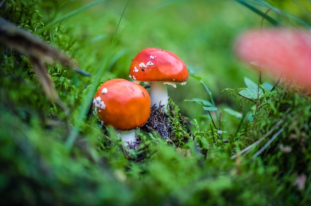 Sluit omhoog van giftige paddestoelen in het bos