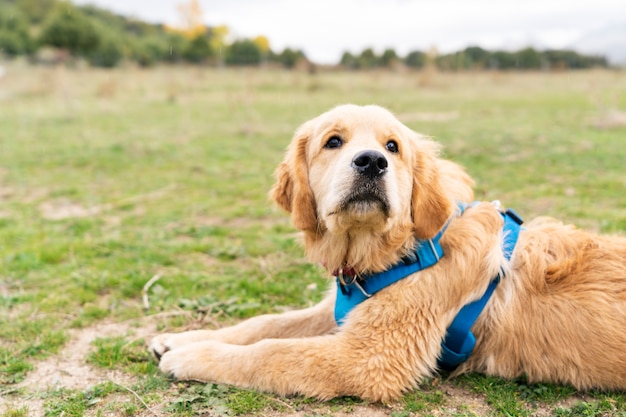 Foto sluit omhoog van golden retrieverpuppyhond die in openlucht van bij een groot grasgebied genieten