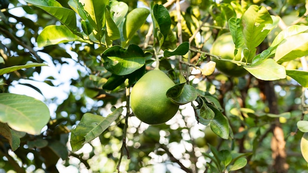 Sluit omhoog van Grapefruitboom