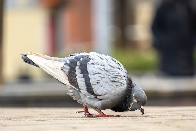 Sluit omhoog van grijze duivenvogels die op een stadsstraat lopen die voedsel zoeken